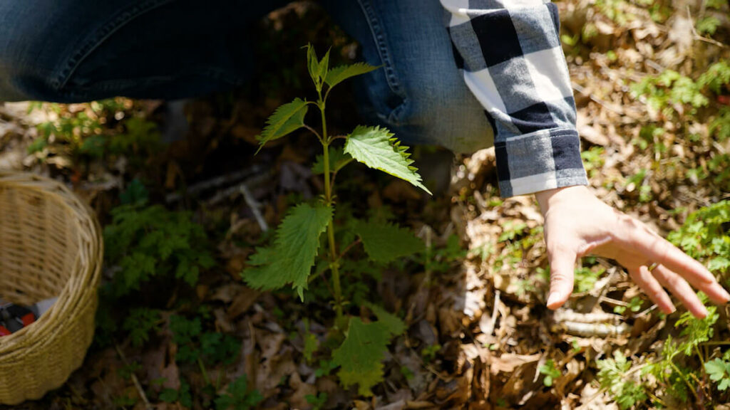 A woman harvesting stinging nettles.