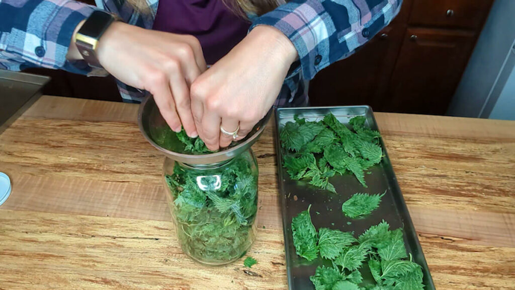Freeze dried stinging nettles being stored in a glass jar.