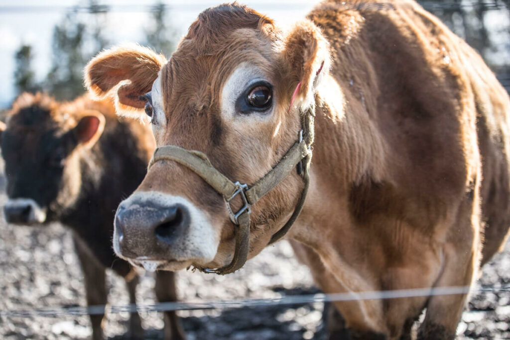 Up close photo of a dairy cow.