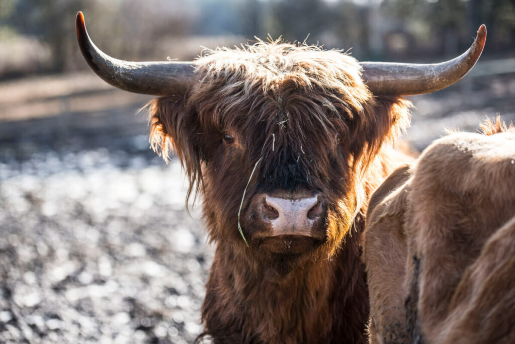Up close shot of a Scottish Highland cow.