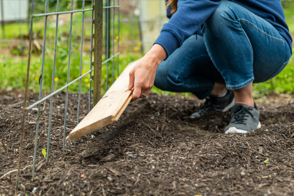 A woman placing a board over seeds in the garden for better germination.