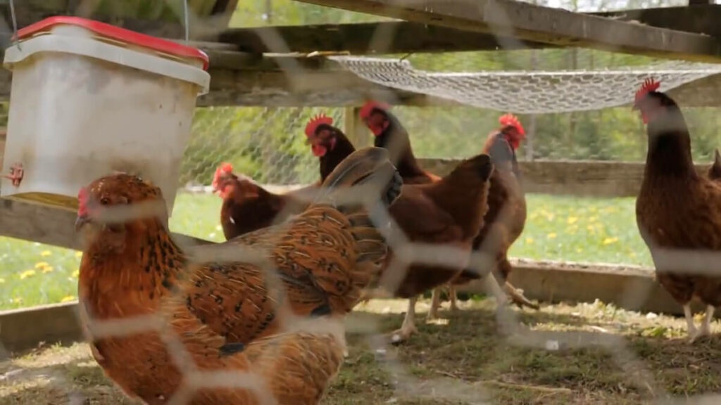 Chickens in a mobile chicken coop.