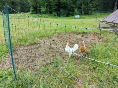 Chickens inside an electric fence netting.