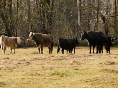 Cows on pasture.