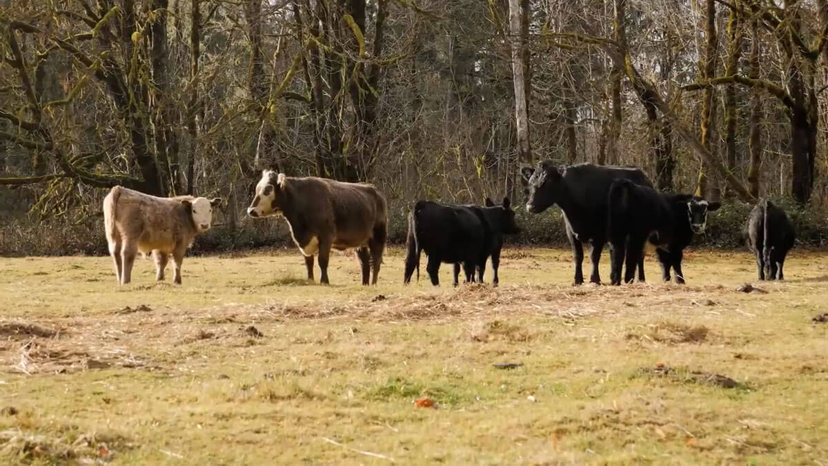 Cows on pasture.