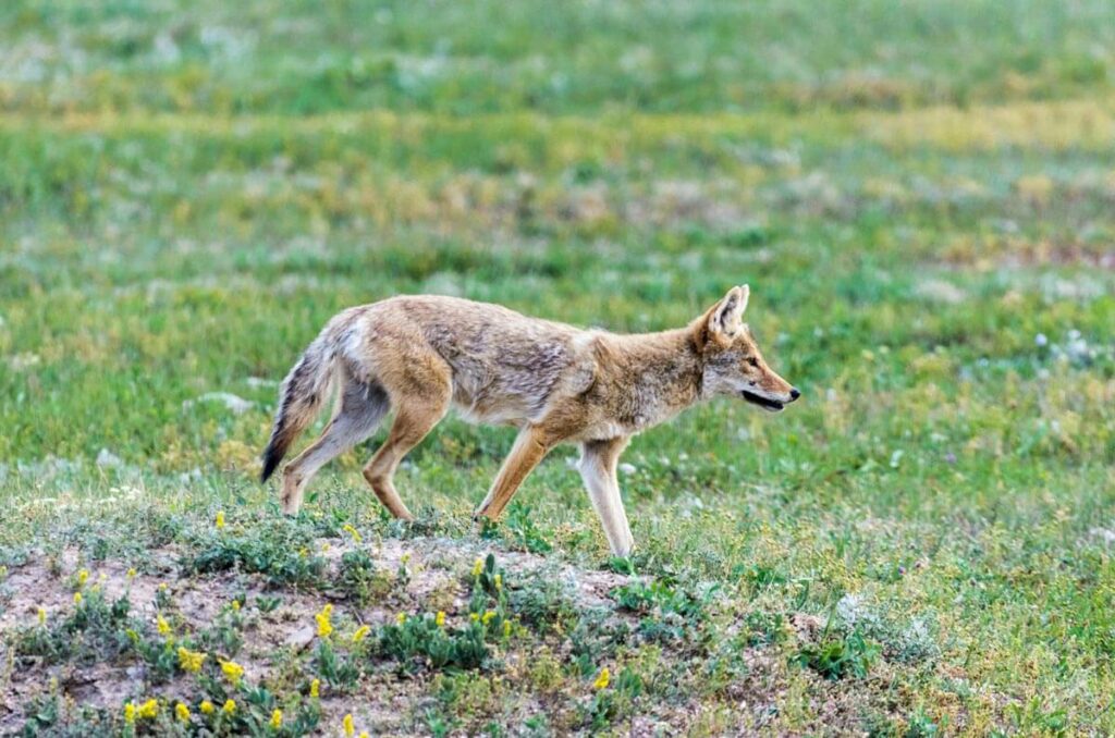 Coyote in the grass.