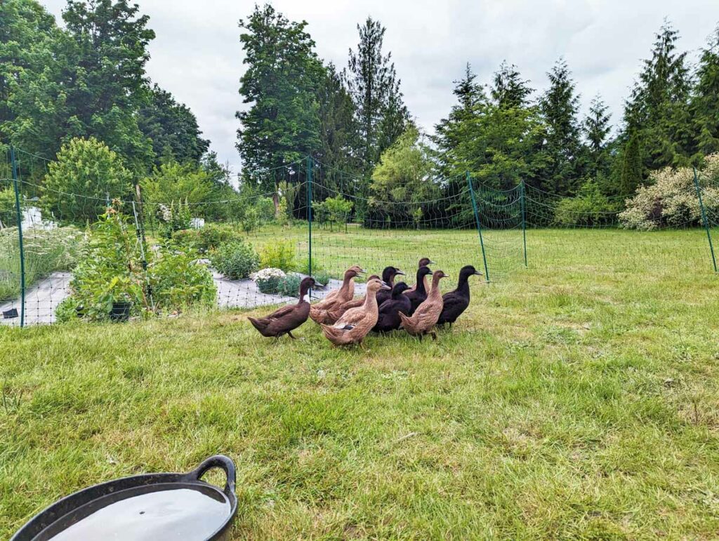 Ducks on grass inside an electric fence netting.