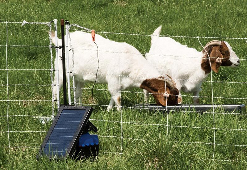 Energizer and electric fence netting with goats inside.