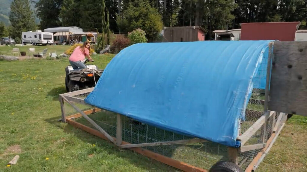 A woman pulling a chicken tractor with a four wheeler.