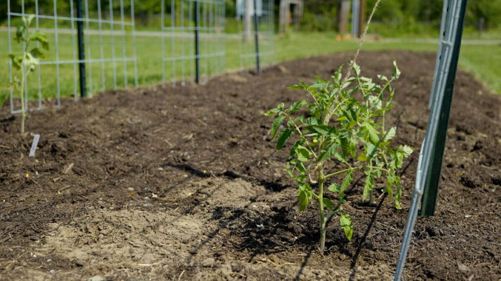 A tomato plant being trellised to a cattle panel with twine. 