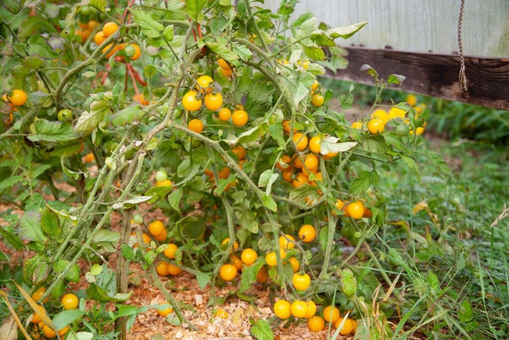 Cherry tomato plants full of fruit.