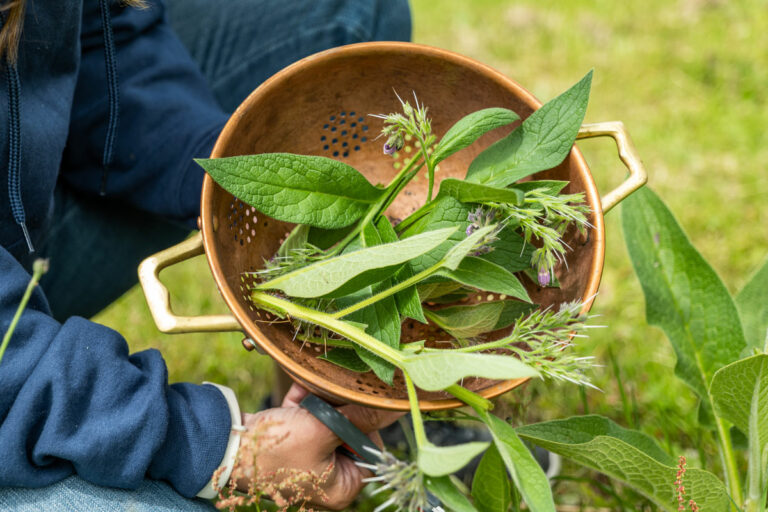 Comfrey Poultice (For Sprains, Strains & Broken Bones) - Melissa K. Norris