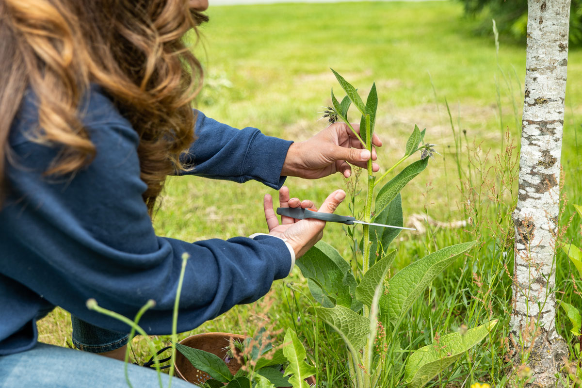 A woman cutting the top off a comfrey plant.