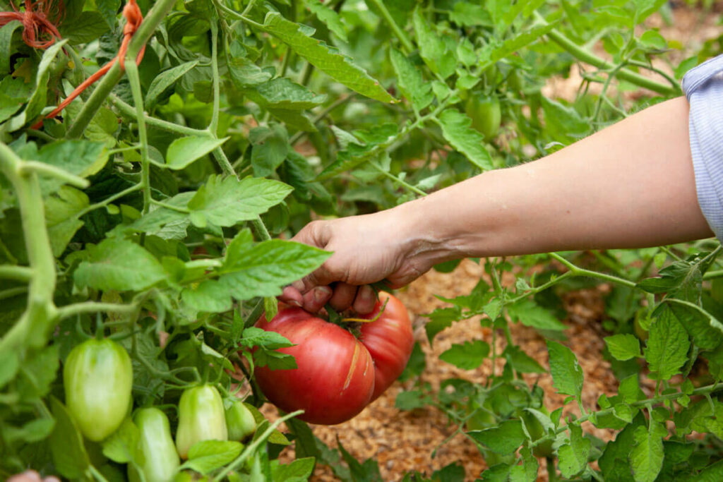 A woman harvesting tomatoes from the garden.