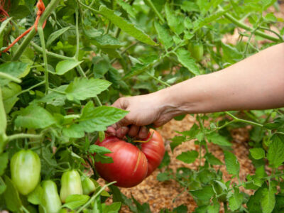 A woman harvesting tomatoes from the garden.