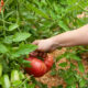 A woman harvesting tomatoes from the garden.