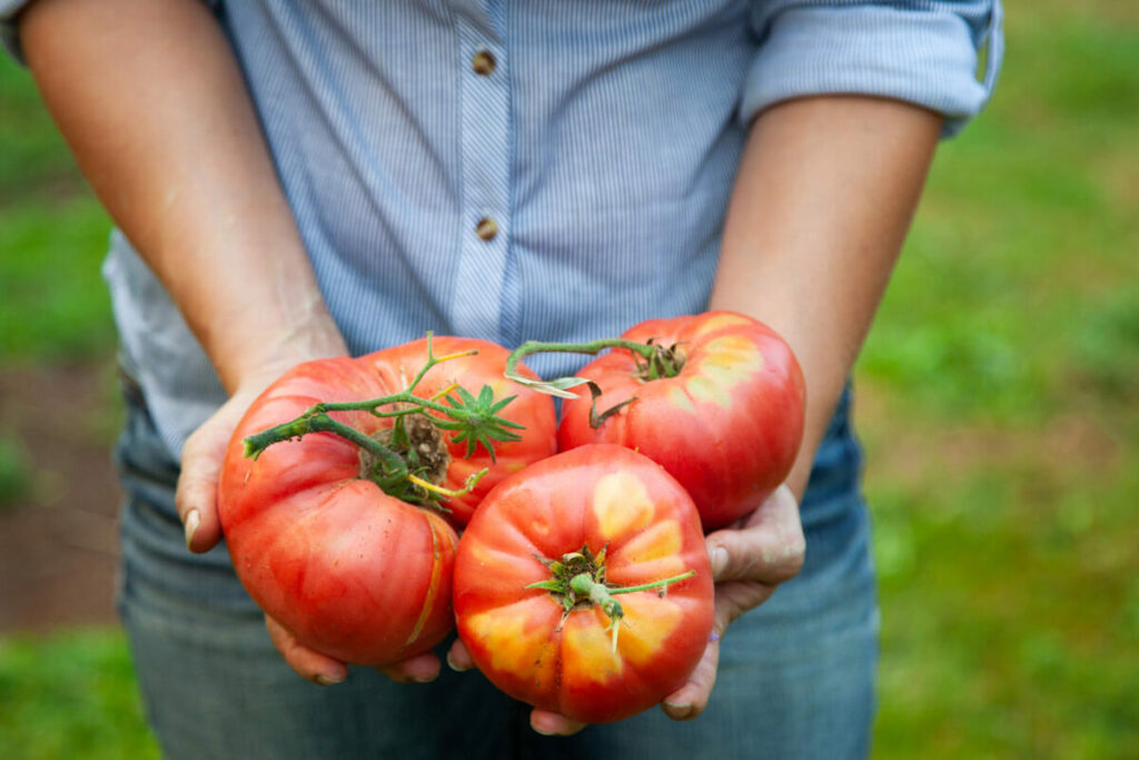 A woman holding three large tomatoes freshly harvested.