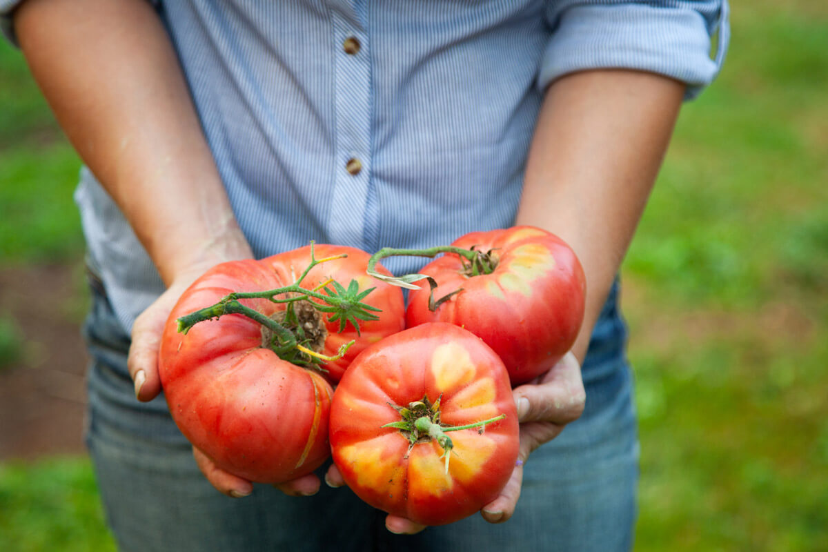 A woman holding three large tomatoes freshly harvested.