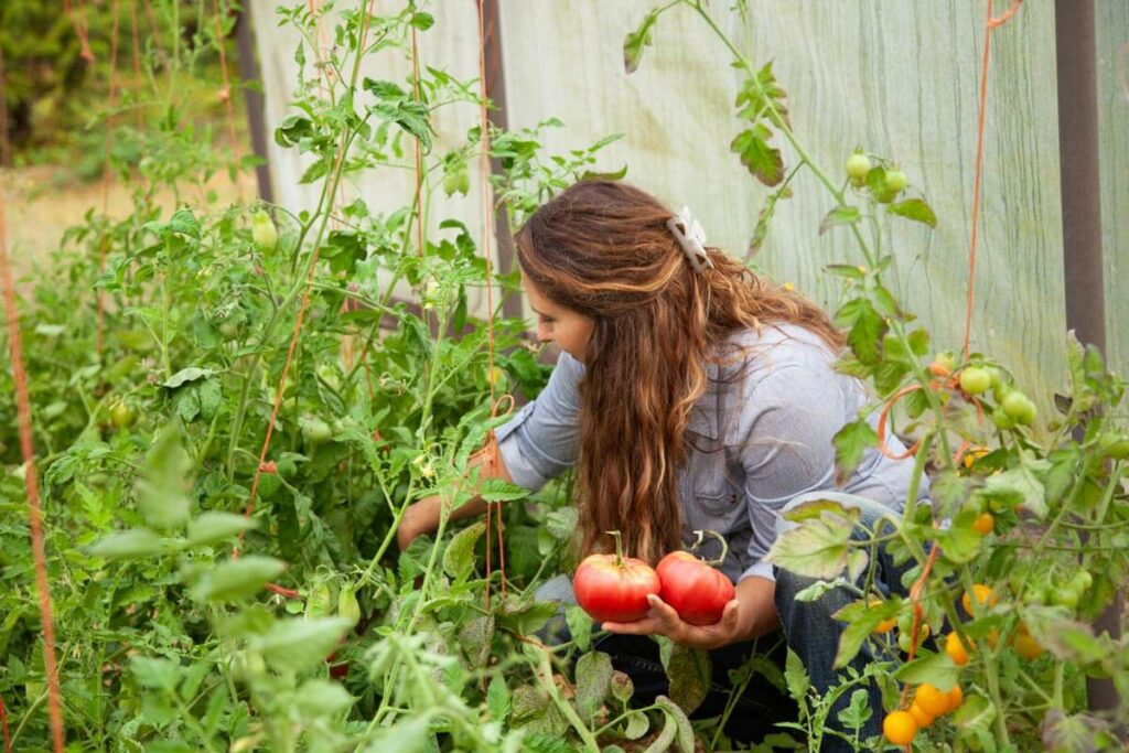 A woman harvesting tomatoes from the garden.