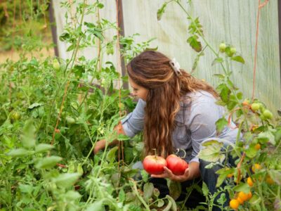 A woman harvesting tomatoes from the garden.
