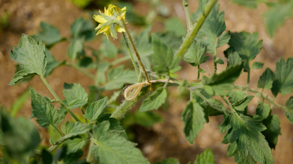 A tomato plant with some twine tied to it for trellising.