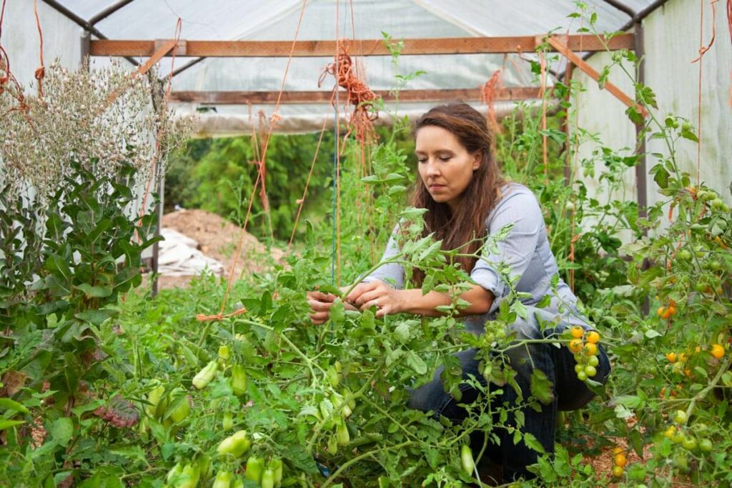 A woman trellising tomatoes.