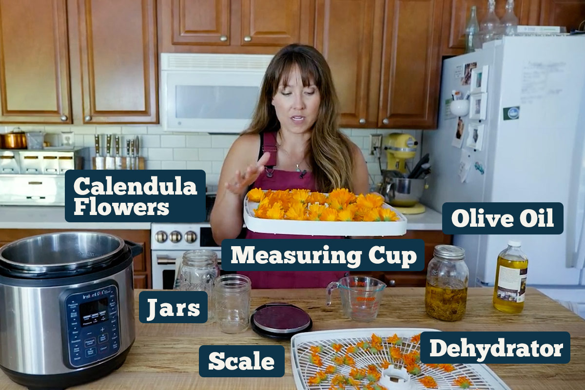 How to make calendula oil ingredients: calendula flowers, jars, scale, dehydrator, olive oil, and a measuring cup.