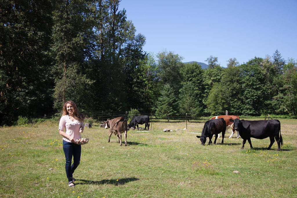 woman in pasture with cattle