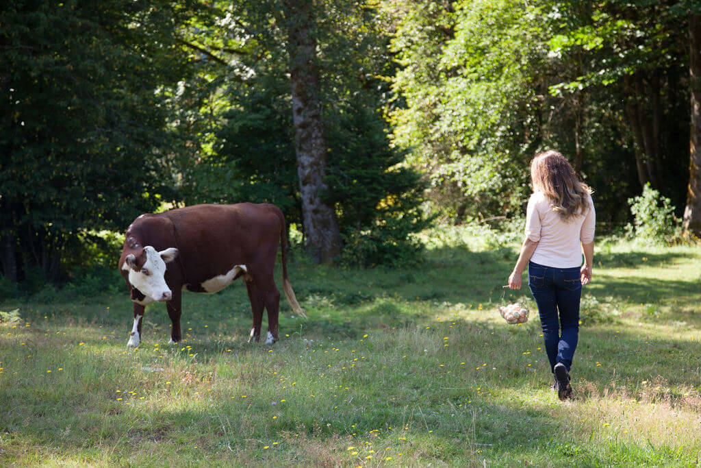 cattle in wooded pasture