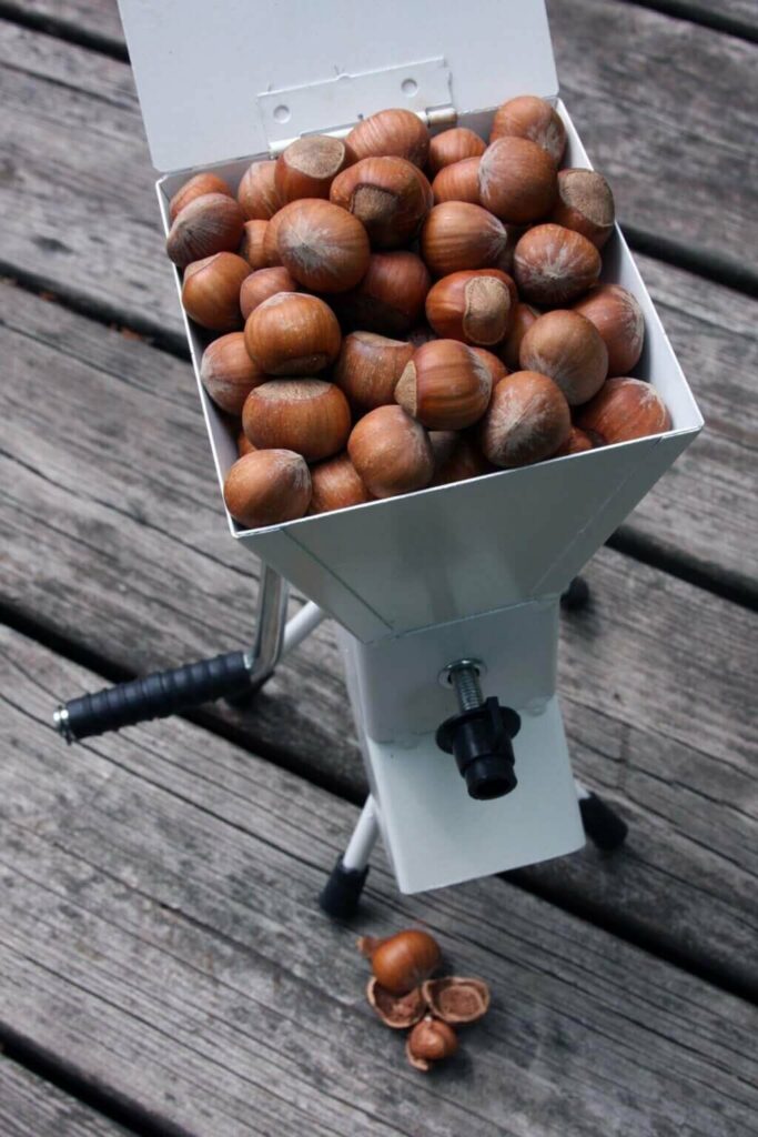 Hazelnuts in a nut cracker.