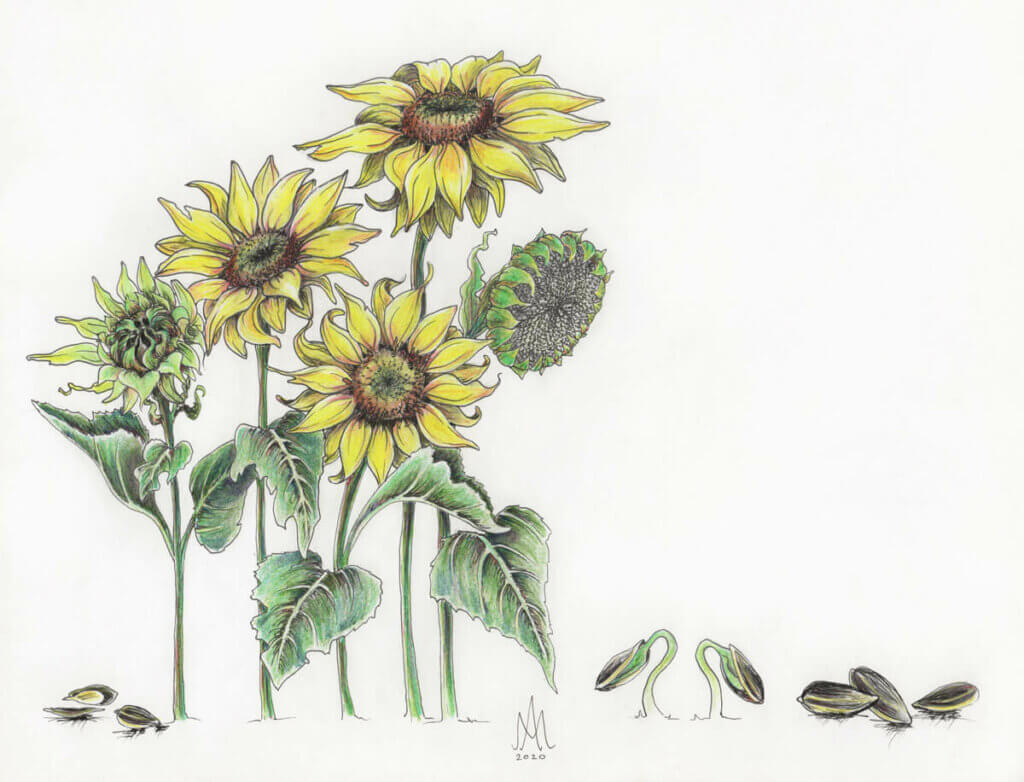 Illustration of sunflowers and sunflower seeds.