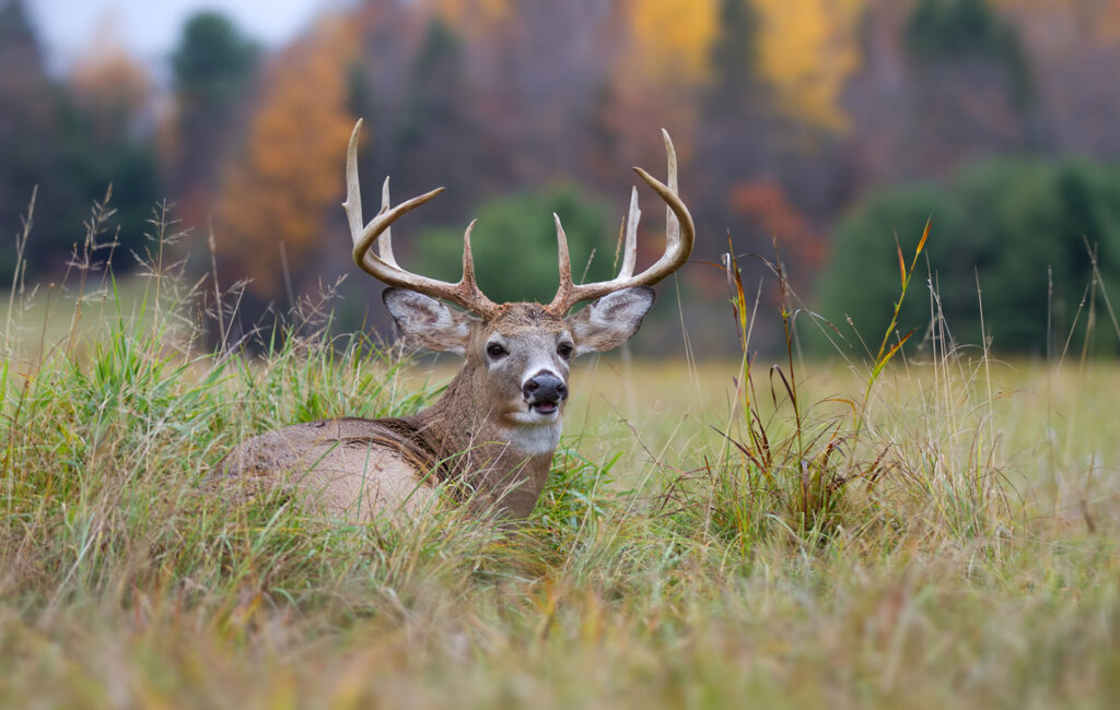 A buck laying down in a field.