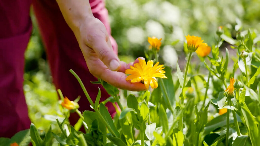 A woman's hand holding a calendula flower.