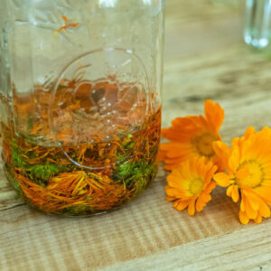 A jar of steeping calendula oil.
