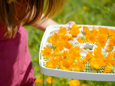 A woman holding a tray of calendula flowers.