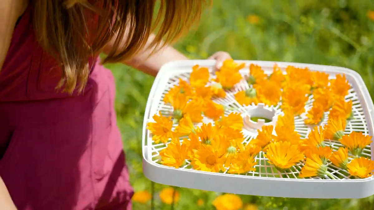 A woman holding a tray of calendula flowers.