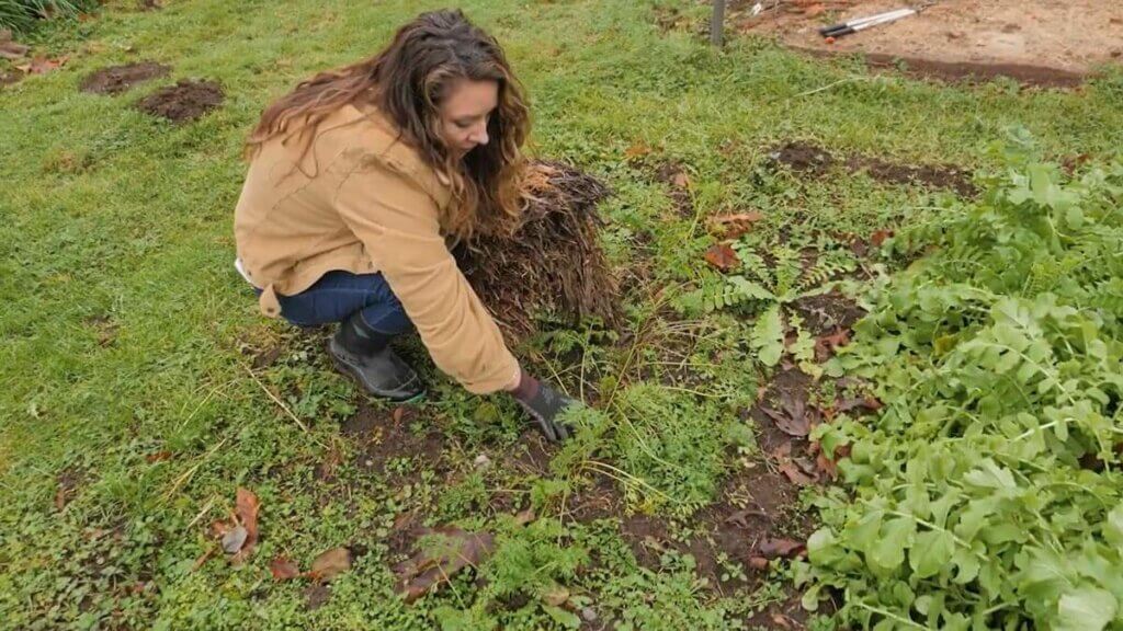 A woman in the garden adding mulch to a row of carrots.