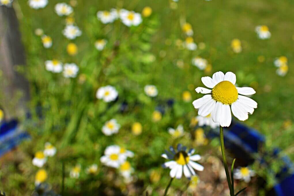 Chamomile flowers.