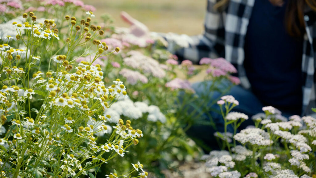 A woman crouching in a medicinal herb next to yarrow and chamomile.