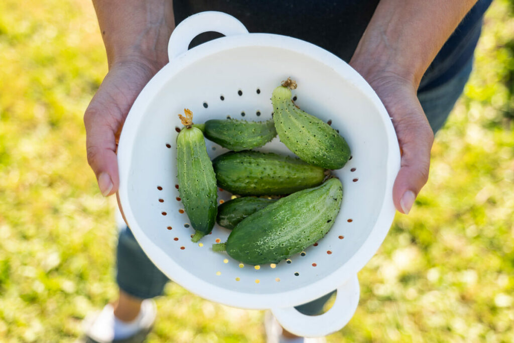 A white colander with a half dozen pickling cucumbers.