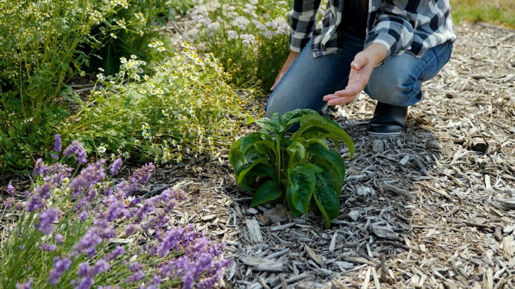 Small echinacea plant in a medicinal herb garden.