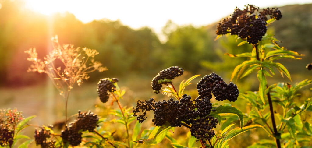 How to Design a Medicinal Cottage Garden - Melissa K. Norris