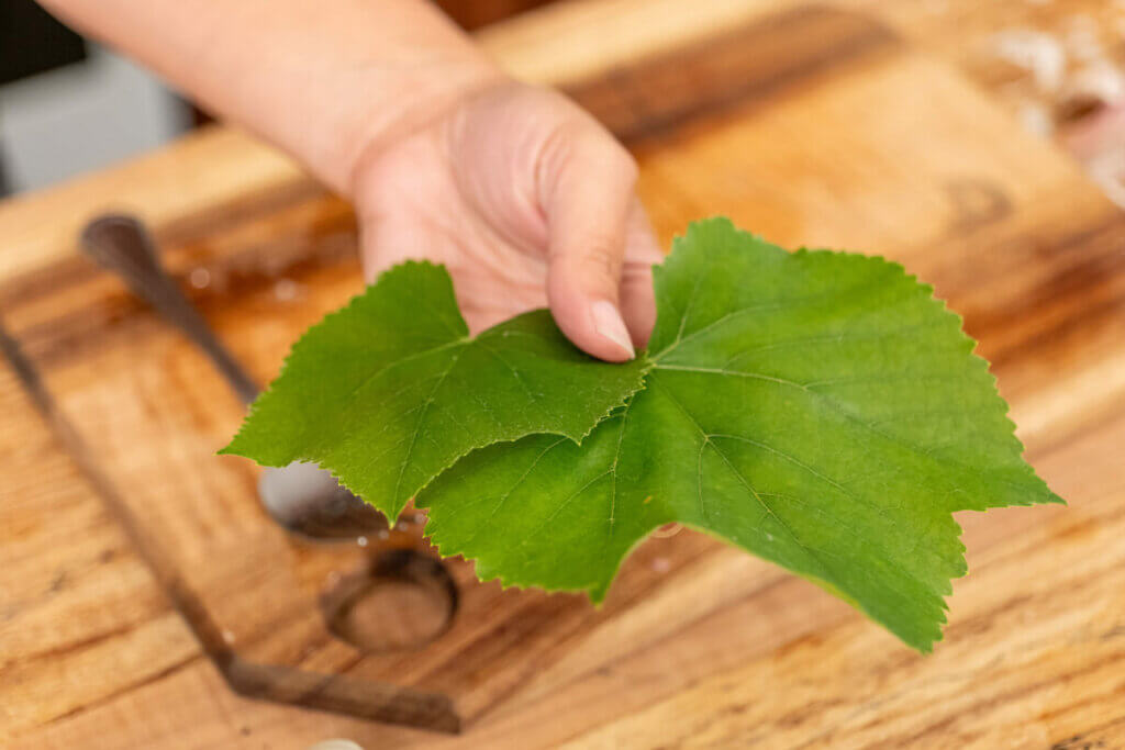 Grape leaves in a woman's hand.