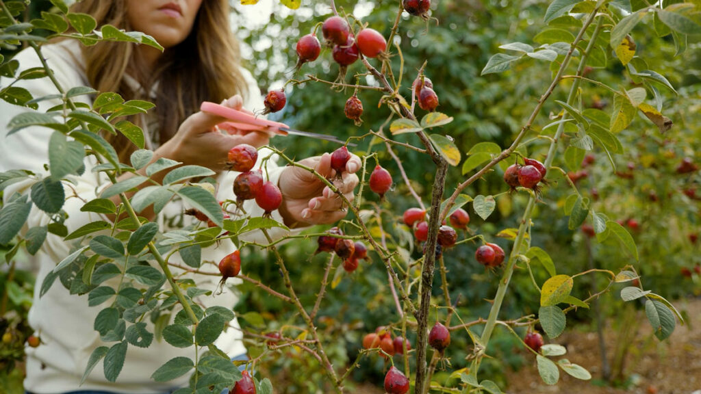A woman harvesting rosehips from a bush.