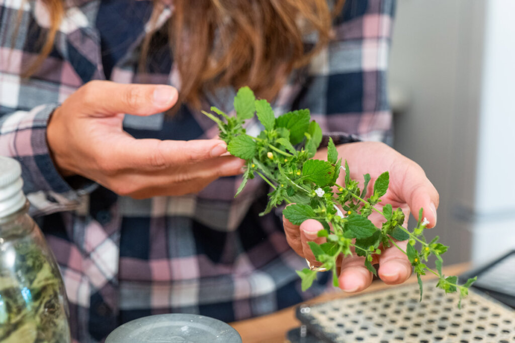 Fresh lemon balm in a woman's hand.