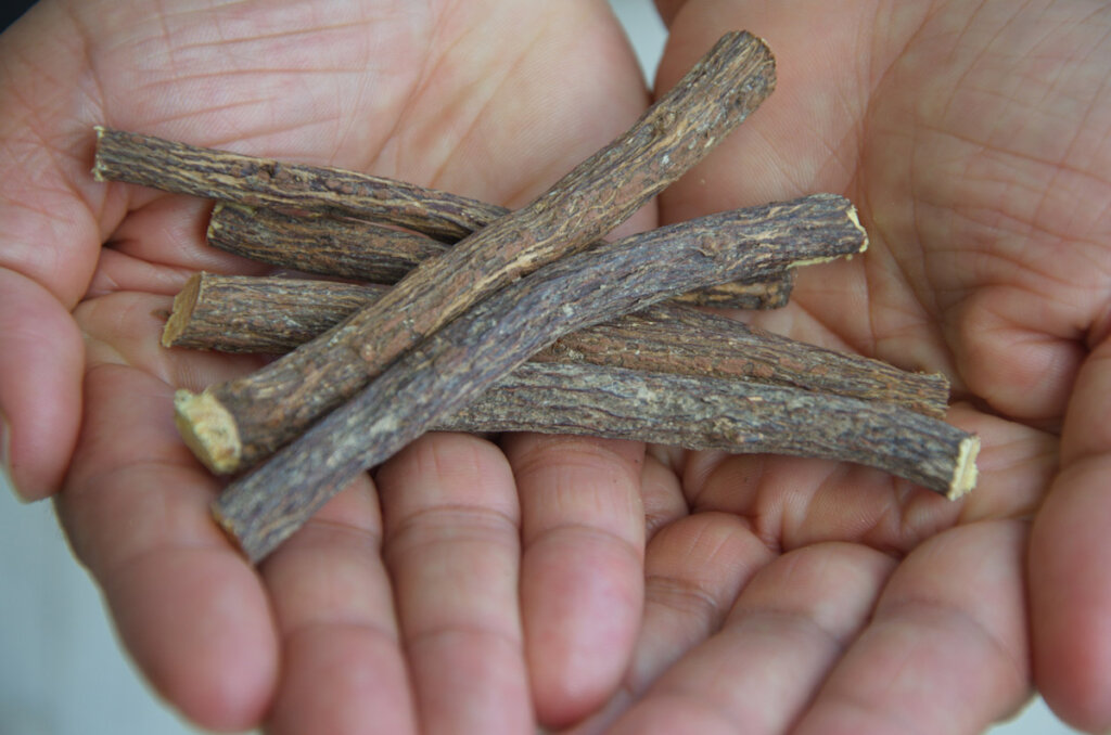 Licorice root in a woman's hands.