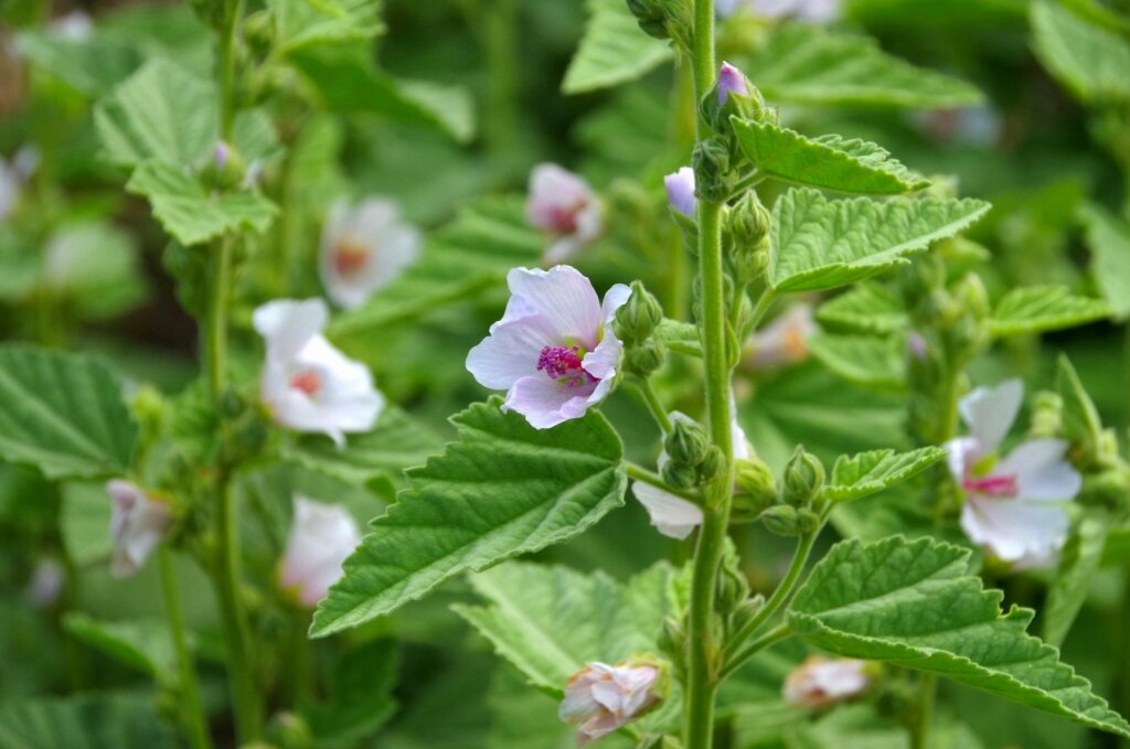 Marshmallow flower.