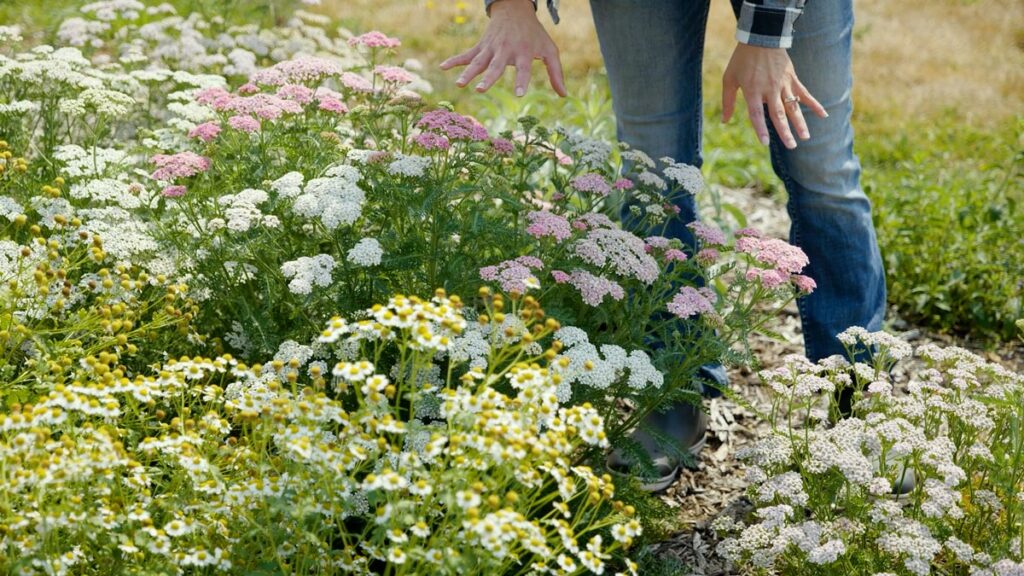 A woman crouching in a medicinal herb next to yarrow and chamomile.