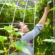 A woman in a bean tunnel picking beans.