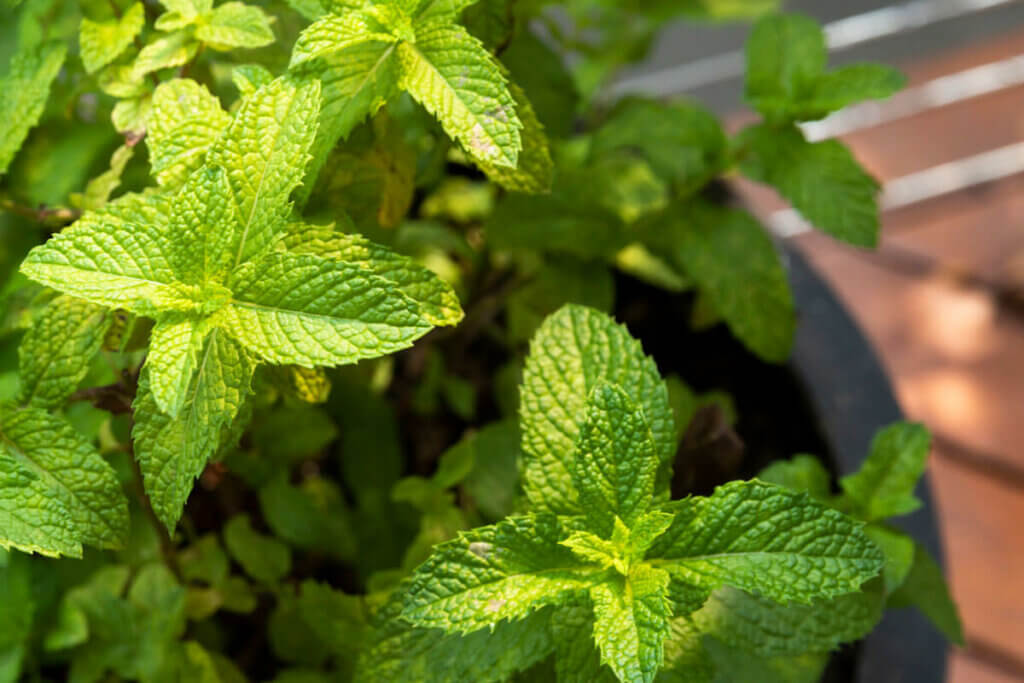 Up close shot of mint growing in a pot.